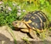 Testudo hermanni hermanni - mały żółw z Włoch