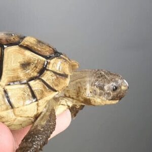 c94a39f678f459cc4131defde2d90d69