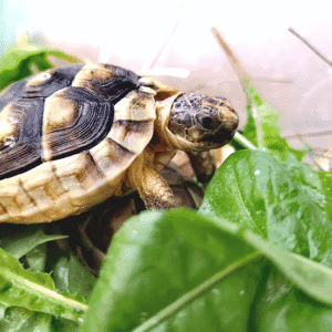 29c2f29d8879c98b6e13198aa85f2a31