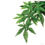 23cc2cecc942f5c5703cf4ecdbe11d02