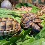 c0ecef2971e703a4fb3c879fbc2d0fc1