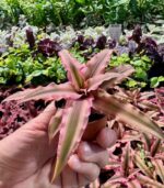 bromelia pink star
