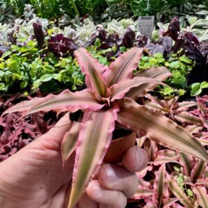bromelia pink star