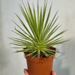 agawa stricta nana