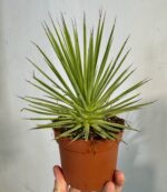 agawa stricta nana