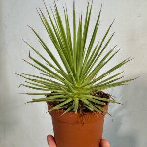 agawa stricta nana