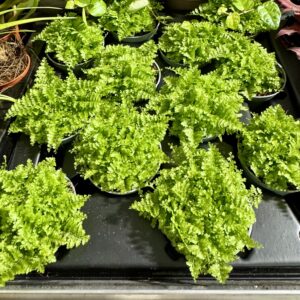 paproć do paludarium