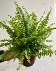 Green Lady dekoracyjna paproć