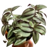Trzykrotka Tradescantia