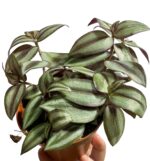 Trzykrotka Tradescantia