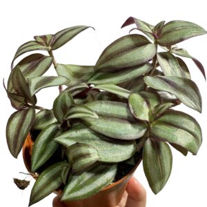 Trzykrotka Tradescantia