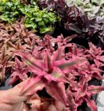 Bromelia Cryptanthus bivittatus Rubin Star
