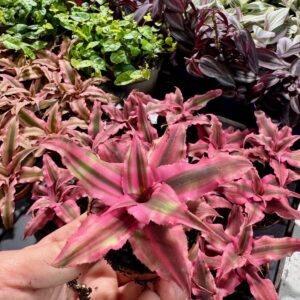 Bromelia Cryptanthus bivittatus Rubin Star