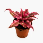 Bromelia Cryptanthus bivittatus Rubin Star wys 10cm