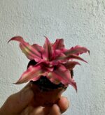 Bromelia Cryptanthus bivittatus Rubin Star