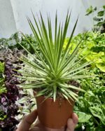 agawa stricta nana