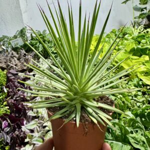 agawa stricta nana