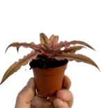 bromelia pink star