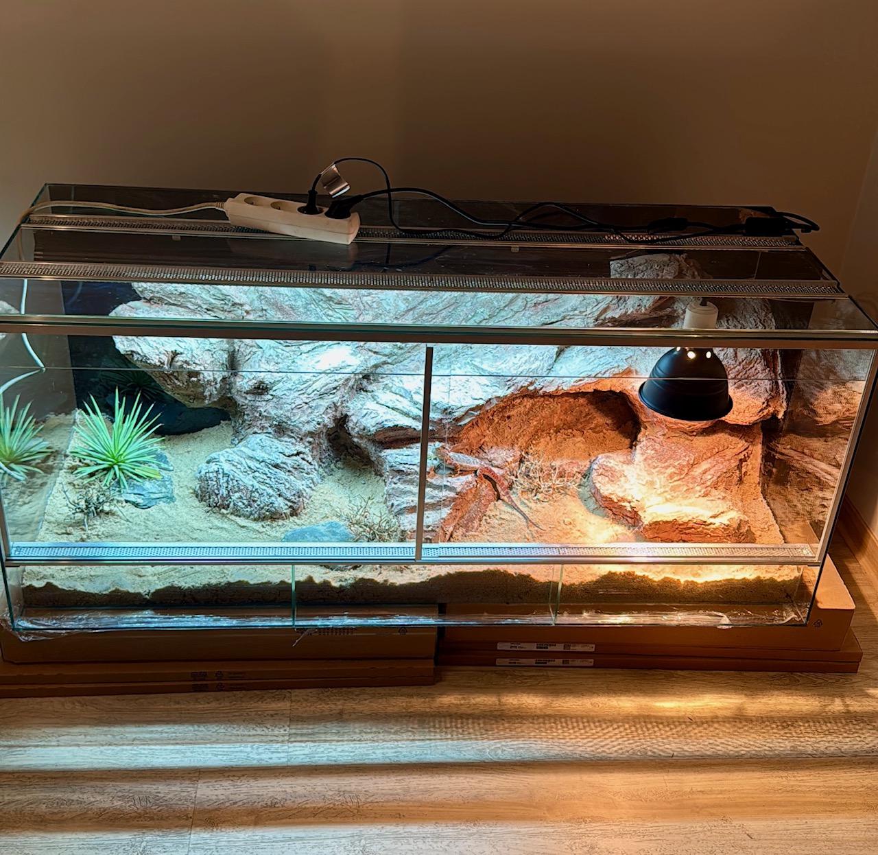 terrarium dla agamy