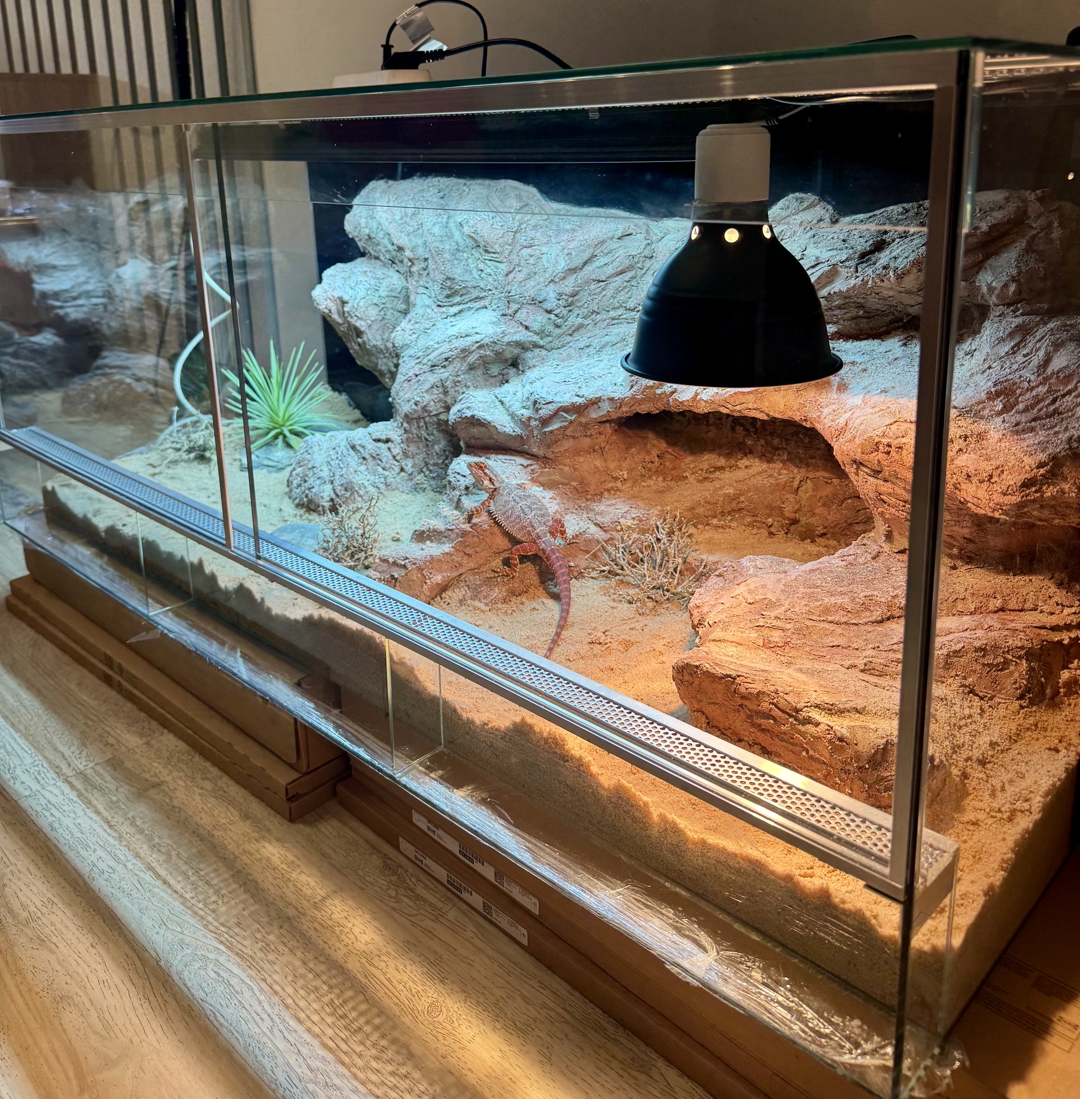 urządzone terrarium dla agamy brodatej