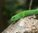 Felsuma madagaskarska Phelsuma grandis – gatunek jaszczurki żywiący się również nektarem i owocami