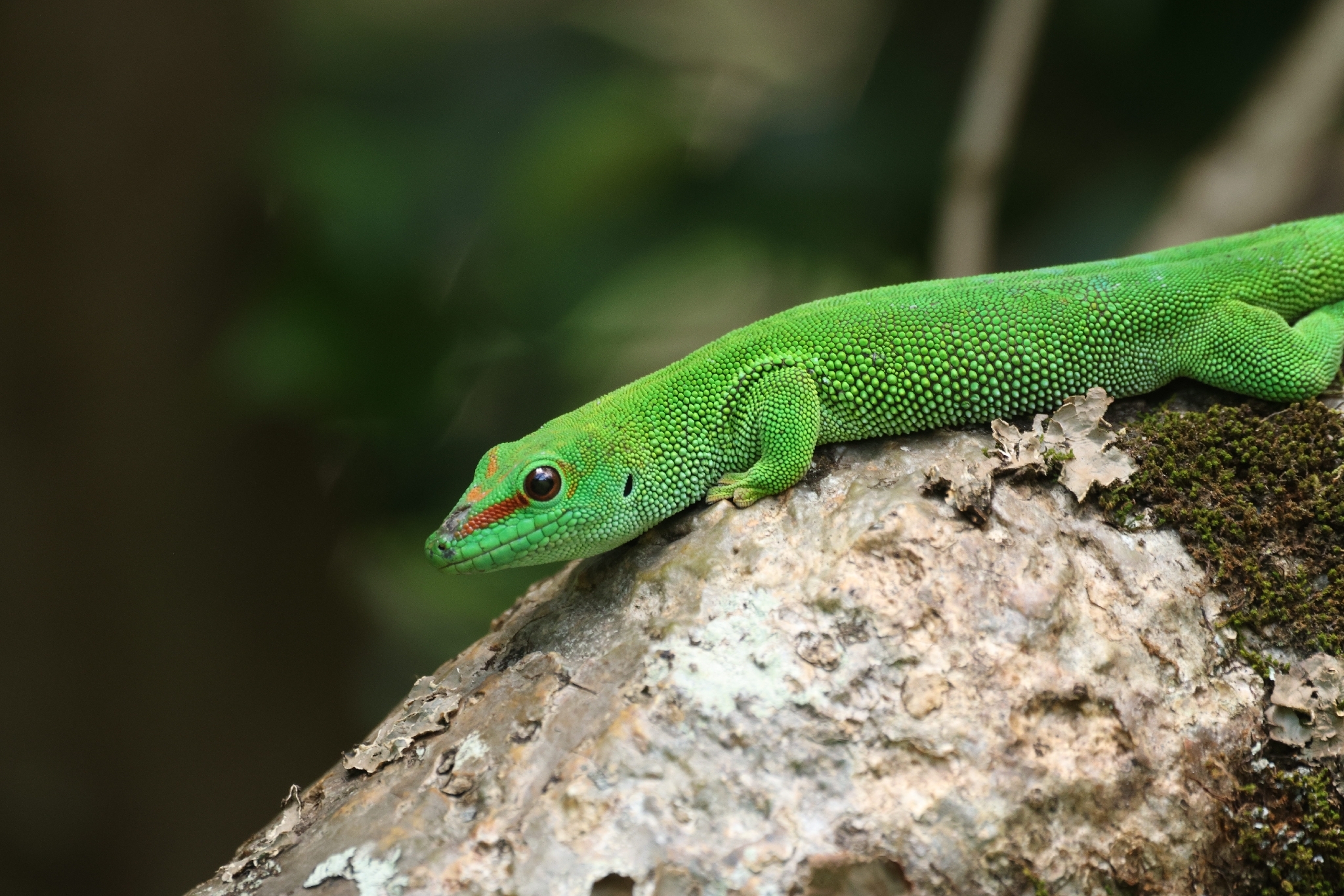 Felsuma madagaskarska Phelsuma grandis – gatunek jaszczurki żywiący się również nektarem i owocami