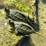 Wodno-lądowy żółw chiński Mauremys reevesii