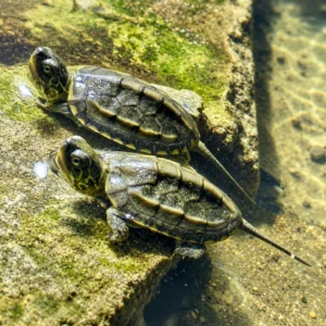 Wodno-lądowy żółw chiński Mauremys reevesii