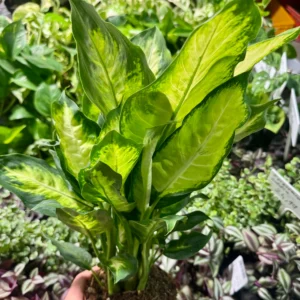 a9b19c9b882e33a829f46914abfe6ded
