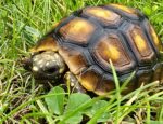 Żółw Żabuti Chelonoidis Carbonarius
