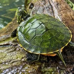 Pseudemys alabamensis wodno-lądowy żółw hieroglifowy czerwonobrzuchy