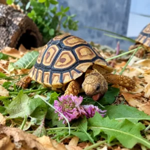 Żółw lamparci Stigmochelys pardalis