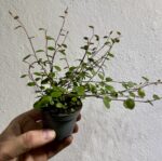 b24be1fdf70011e237b00292bb0f375a