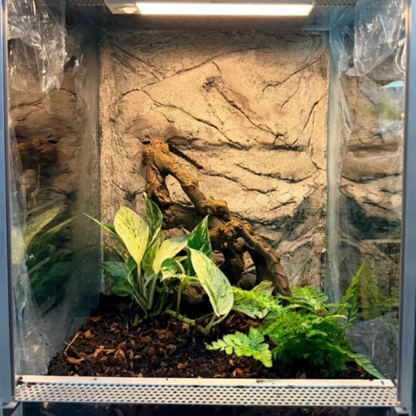 Pionowe terrarium dla gekona płaczącego z roślinami i naturalną dekoracją