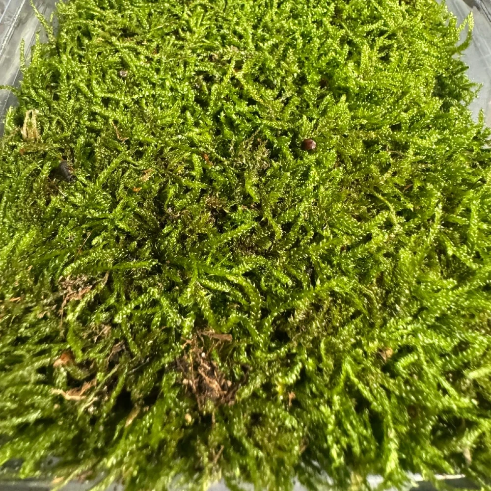 Żywy mech leśny płaski do terrarium opakowanie 500ml Żywy mech leśny płaski TeraMech do aranżacji terrarium