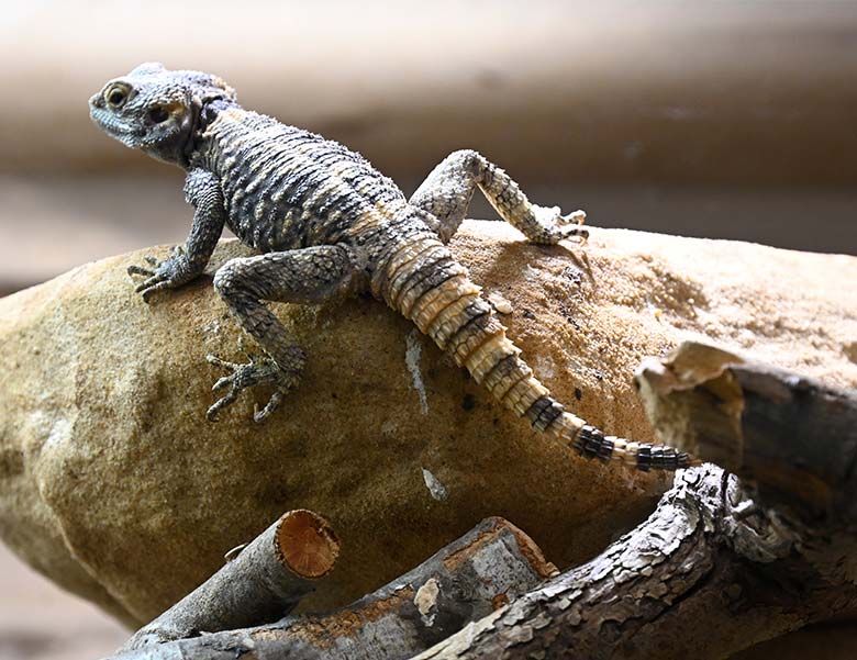 Jaszczurka na naturalnej dekoracji — zdjęcie ze strony Alegia