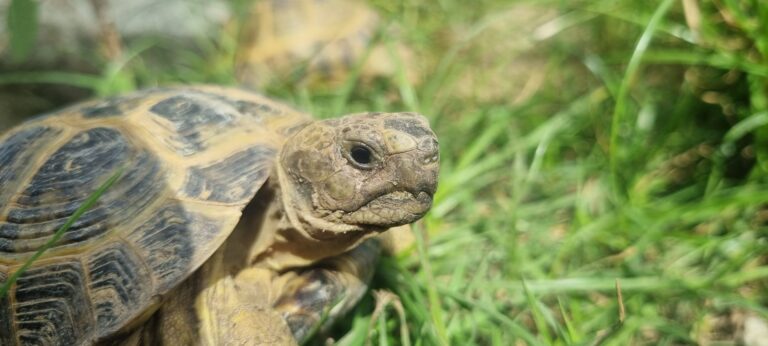 Żółw lądowy wśród traw – Turtles.pl