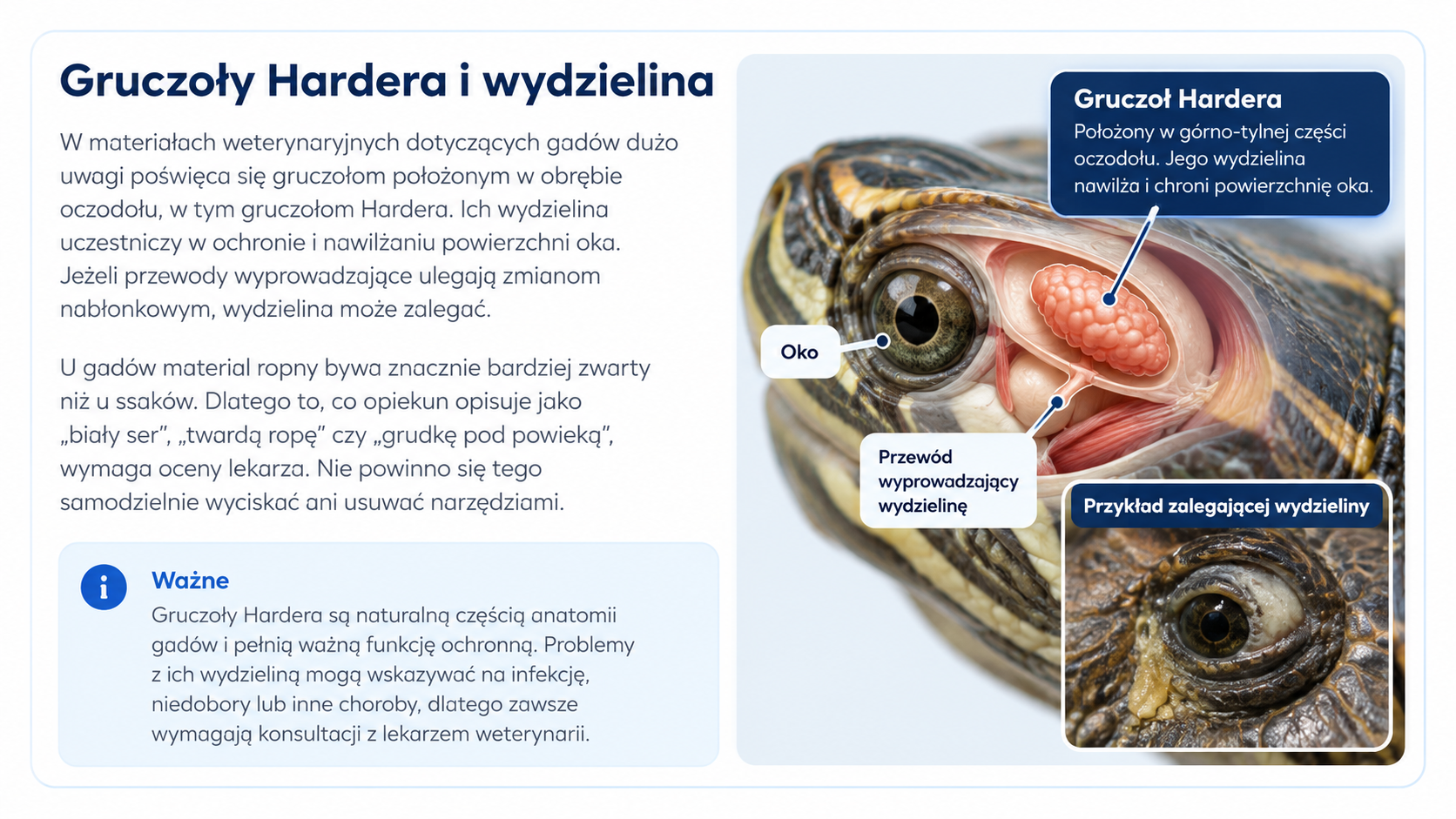 Gruczoł Hardera u żółwia – schemat położenia, przewodu i wydzieliny