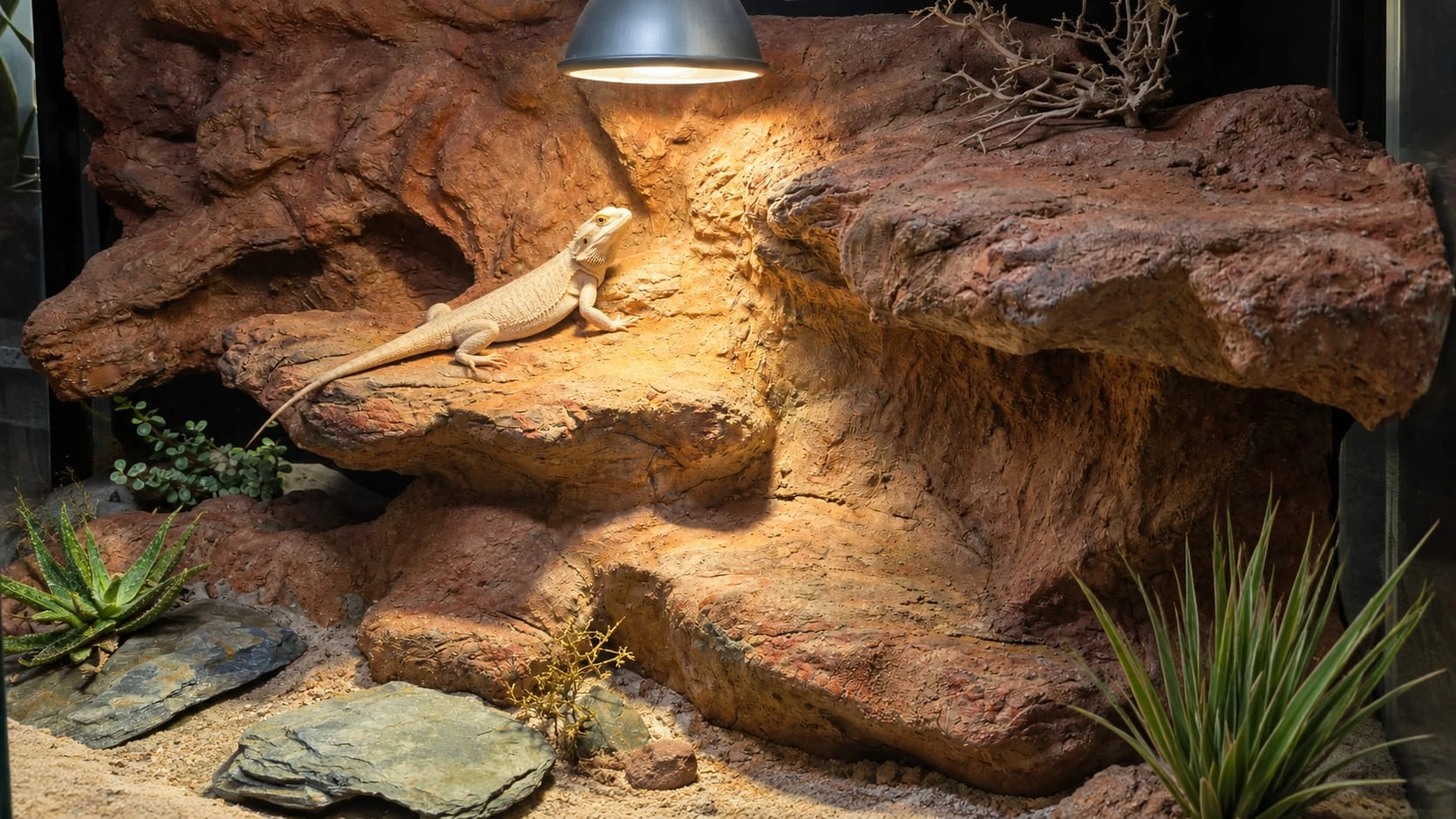 Agama w urządzonym terrarium — przykład kompletnego środowiska dla gada