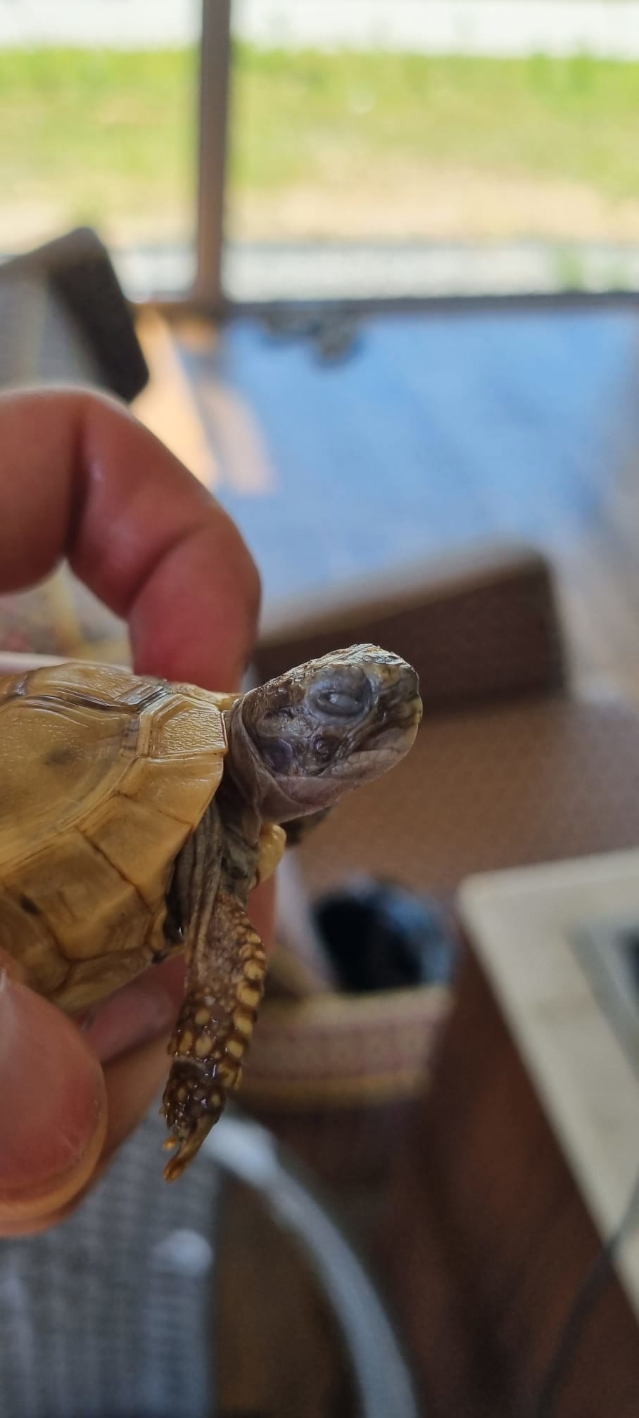 Zbliżenie chorego oka żółwia lądowego z obrzękiem powieki