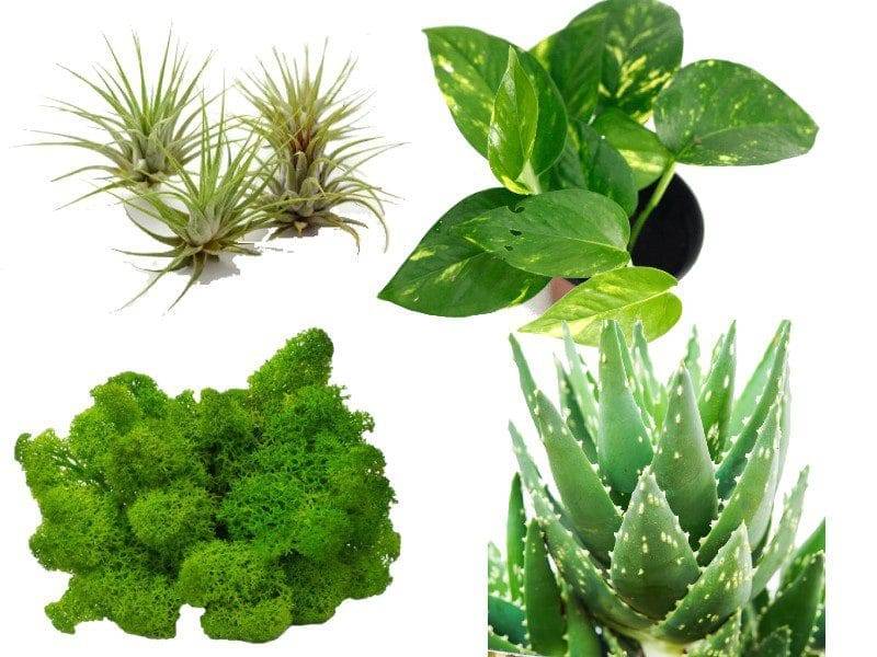 polska dystrybucja marki solar raptor i marak 