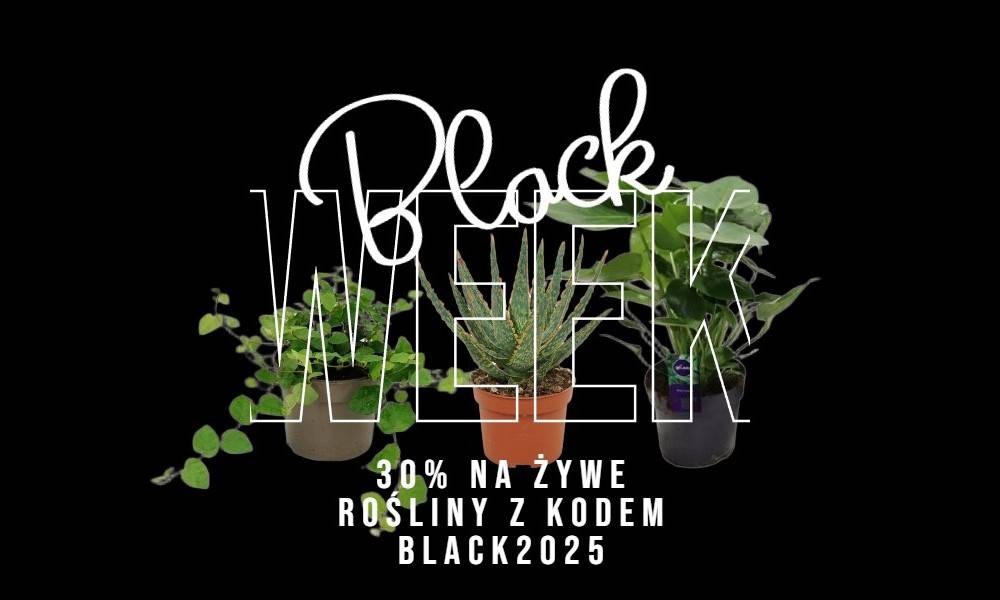 polska dystrybucja marki solar raptor i marak 